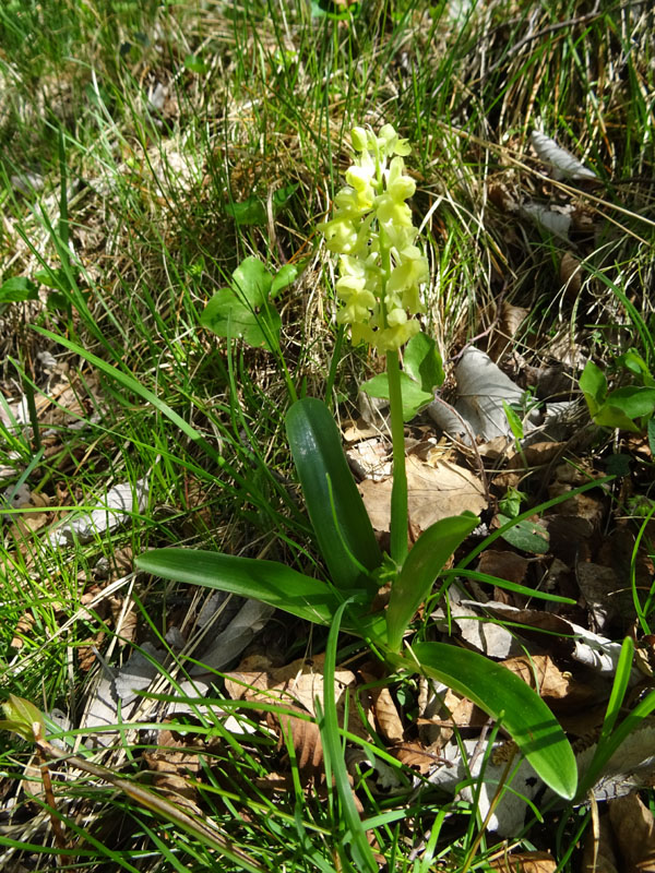 Orchis pallens